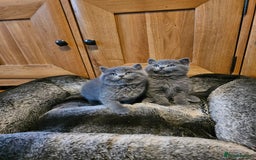 British Shorthair cats for sale: British shorthair kittens for sale.  - Image 9