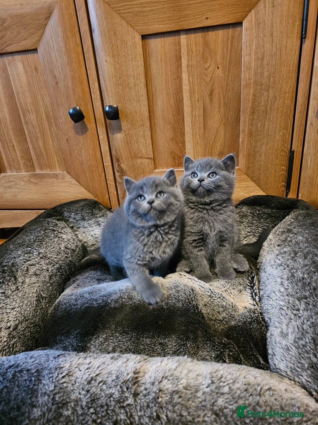 British Shorthair cats for sale: British shorthair kittens for sale.  - Image 9