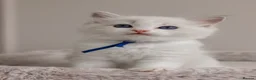Ragdoll cats for sale: Best Ragdoll kittens - Advert 8