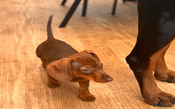 Miniature Dachshund dogs for sale: BEAUTIFUL MINI DACHSHUND PUPPIES READY NOW - Image 17