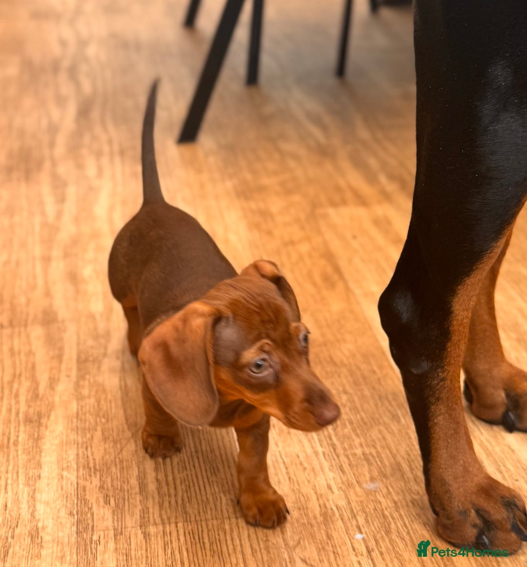 Miniature Dachshund dogs for sale: BEAUTIFUL MINI DACHSHUND PUPPIES READY NOW - Image 17
