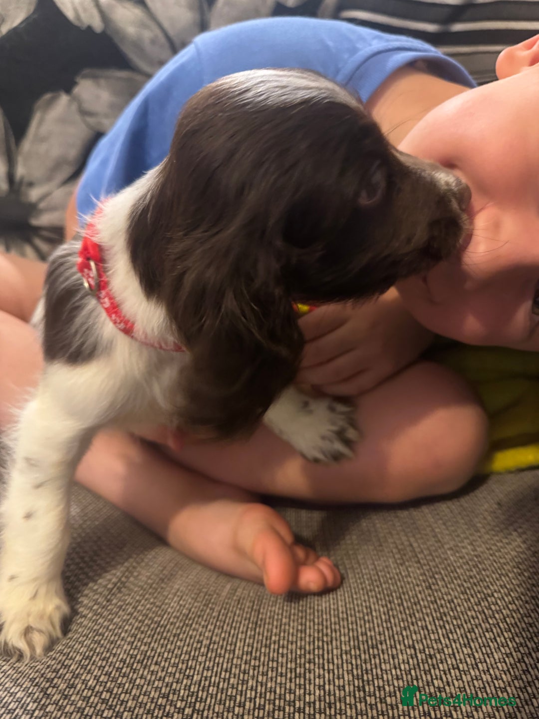 Sprocker dogs for sale: Gorgeous Sprocker spaniel puppy - Image 5