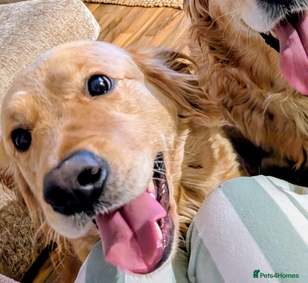 Goldendoodle dogs for sale: 🐶 F1 Goldendoodle Puppies Due February 🐾 - Advert 1