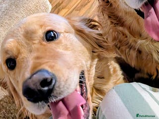 Goldendoodle dogs 🐶 F1 Goldendoodle Puppies Due February 🐾 - Advert 5