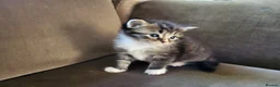 Mixed Breed cats for sale: Five adorable and playful kittens - Advert 3