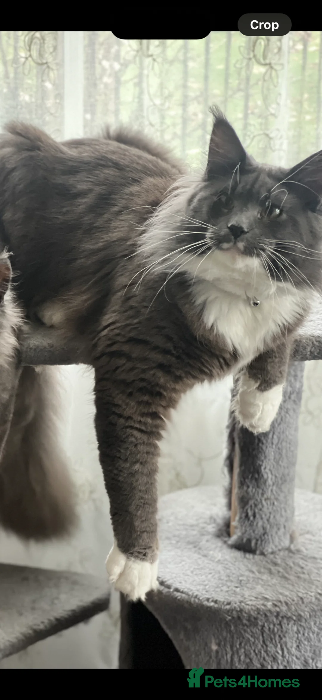 Maine Coon cats for stud: Maine Coon for stud  - Advert 2