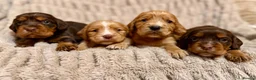 Cocker Spaniel dogs for sale: TOP CLASS KC COCKER SPANIELS  - Advert 14