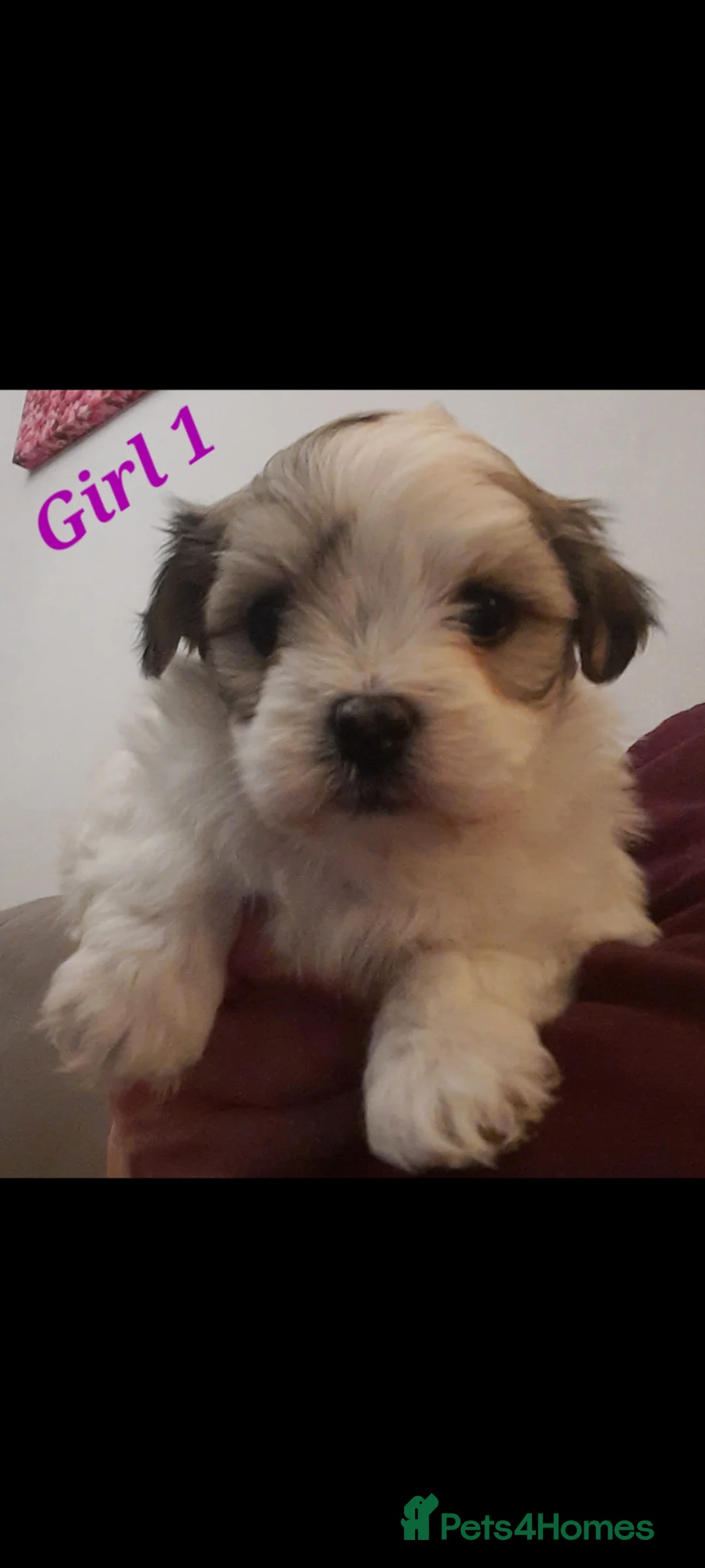 Mixed Breed dogs for sale: Lhasa Apso x Maltese puppies known as Kyi-Leos - Advert 1