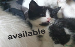 Mixed Breed cats for sale: Beautiful Littter of 4 kittens - Image 6