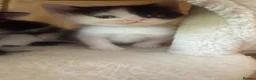 Domestic Shorthair cats for sale: British short hair cross kittens 🐾 in Leeds - Advert 4