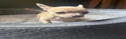 Chihuahua dogs for sale: Striking Blue Eyed Merle Chihuahua Baby Boy in Gateshead - Advert 2
