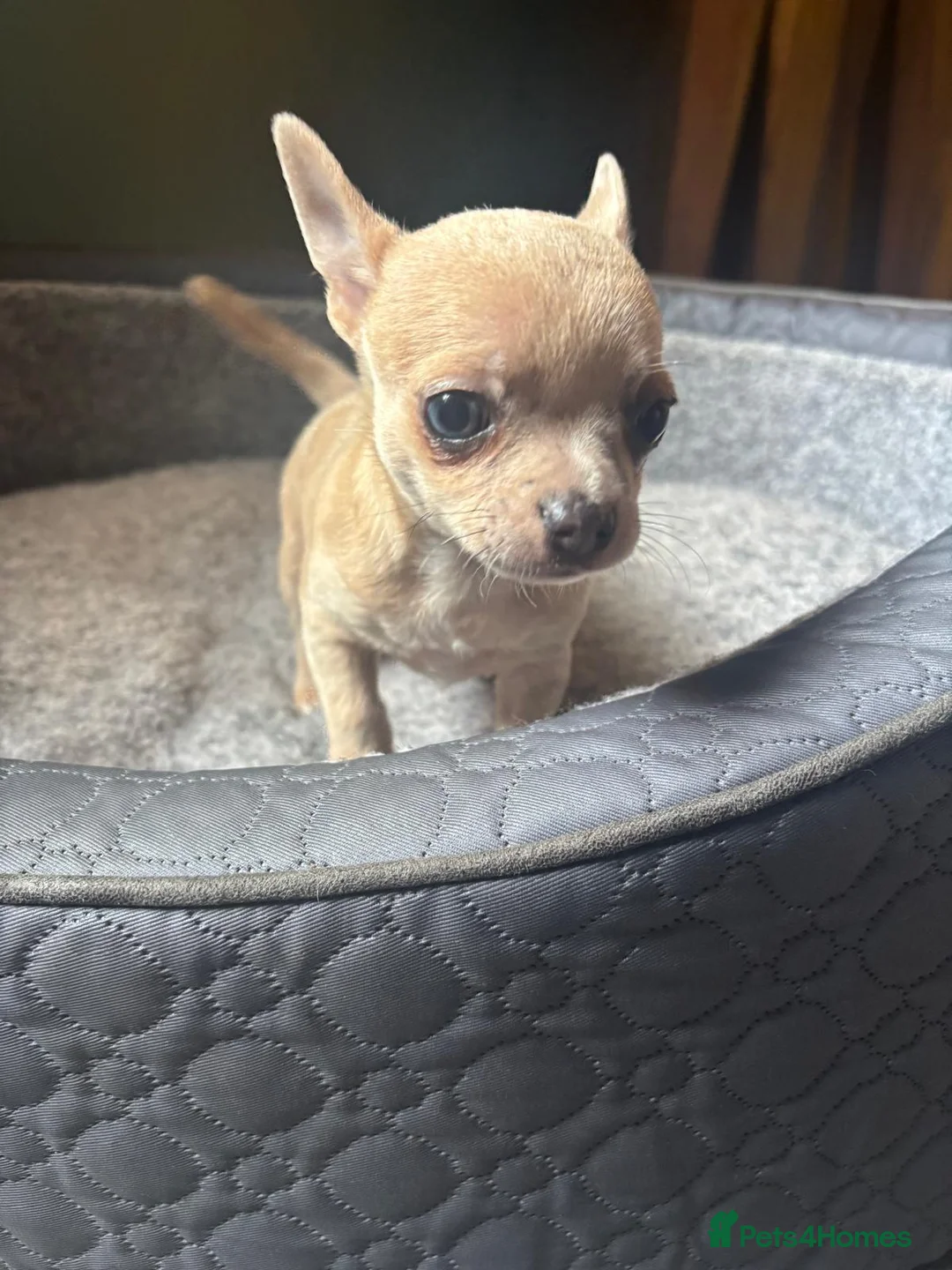 Chihuahua dogs for sale: Striking Blue Eyed Merle Chihuahua Baby Boy in Gateshead - Advert 2