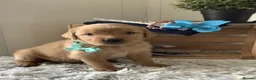 Golden Retriever dogs for sale: Golden Retriever  - Advert 7