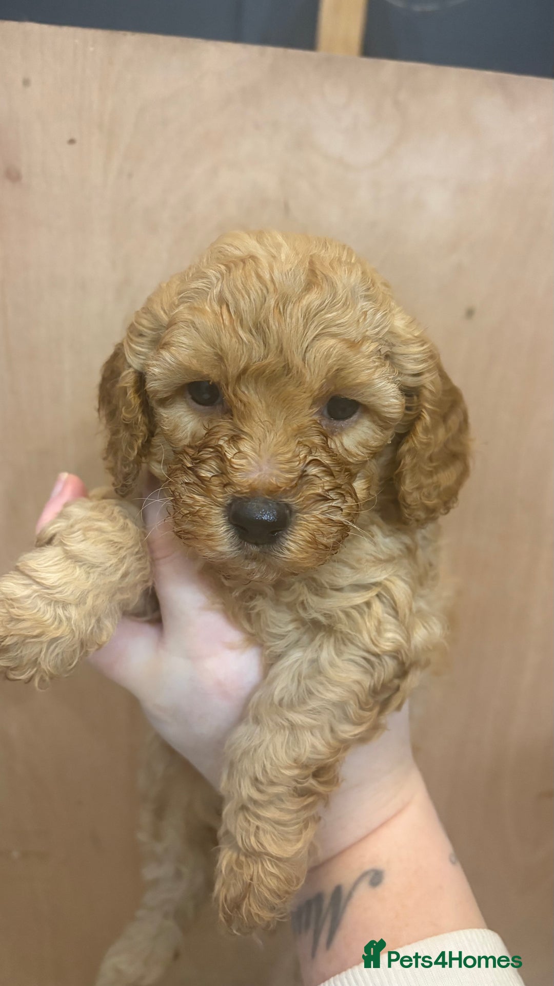 Cockapoo dogs for sale: F1b cockapoos  - Advert 4