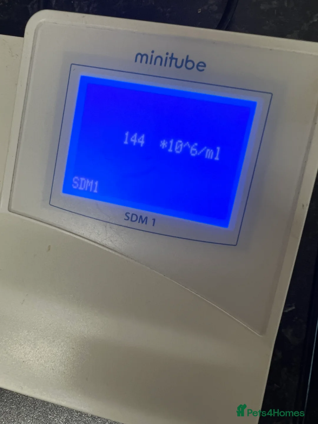 English Bulldog dogs for stud: Proven English bulldog Stud - Don Truffle - Advert 11