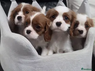 Cavalier King Charles Spaniel dogs Sweetest Cavalier puppies: Ready to Love You - Advert 1