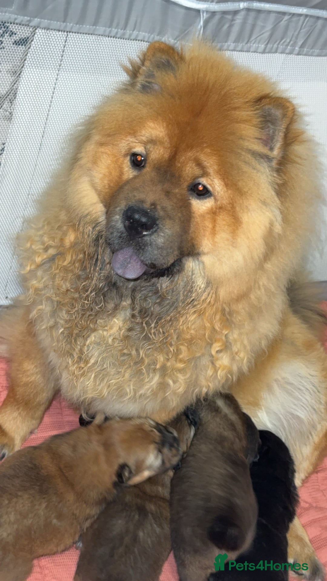 Chow Chow dogs for sale: Chow chow puppies  - Advert 1