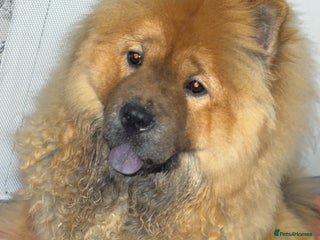 Chow Chow dogs Chow chow puppies - Advert 1