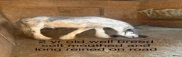 Irish Cob horses for sale: Mare, filly and colts  - Advert 4