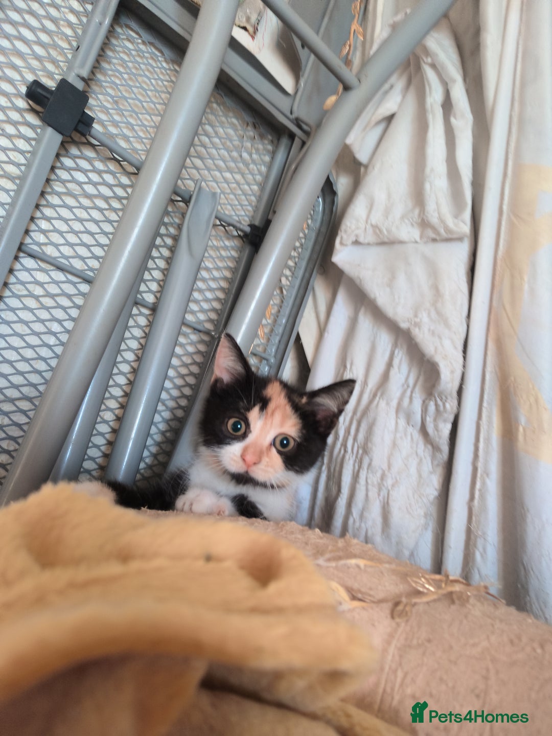 Bengal cats for sale: Bengal cross kittens for sale *ready to leave* in Montrose - Image 7