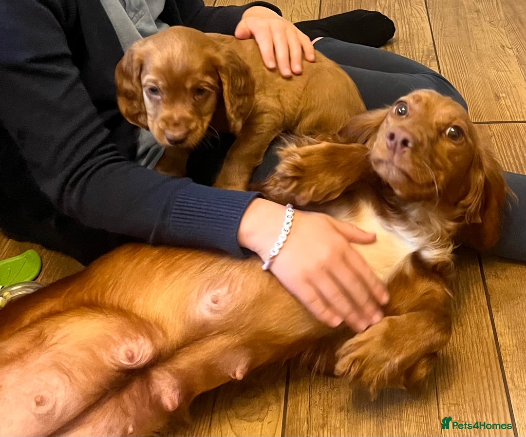 Cocker Spaniel dogs for sale: Cocker spaniel puppies - Advert 7