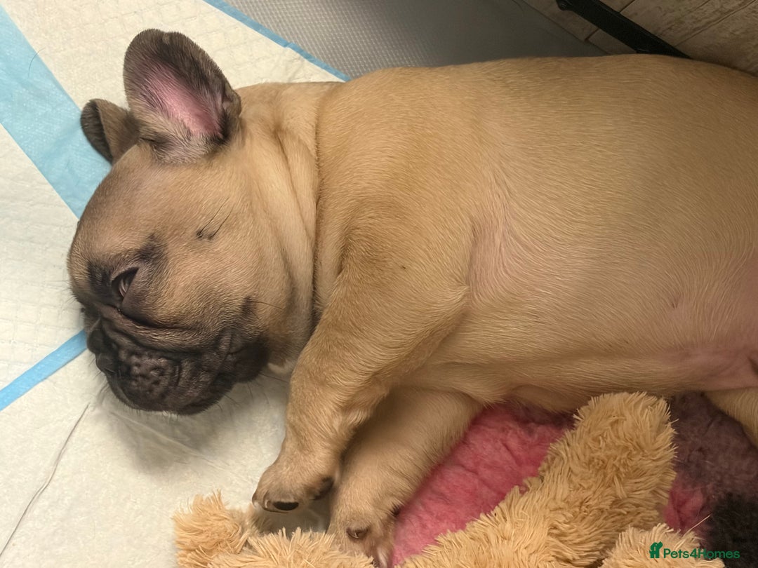 French Bulldog dogs for sale: French Bulldog Puppies PET PRICED  - Advert 27