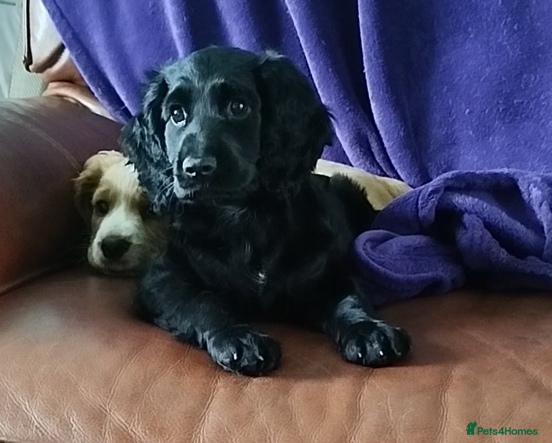 Cockapoo dogs Beautiful cockapoo puppies ready now 🐾 - Advert 7