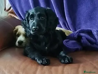 Cockapoo dogs Beautiful cockapoo puppies ready now 🐾 - Advert 7