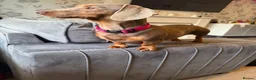 Miniature Dachshund dogs for sale: Miniature Dachshund Puppies in Bradford - Advert 25