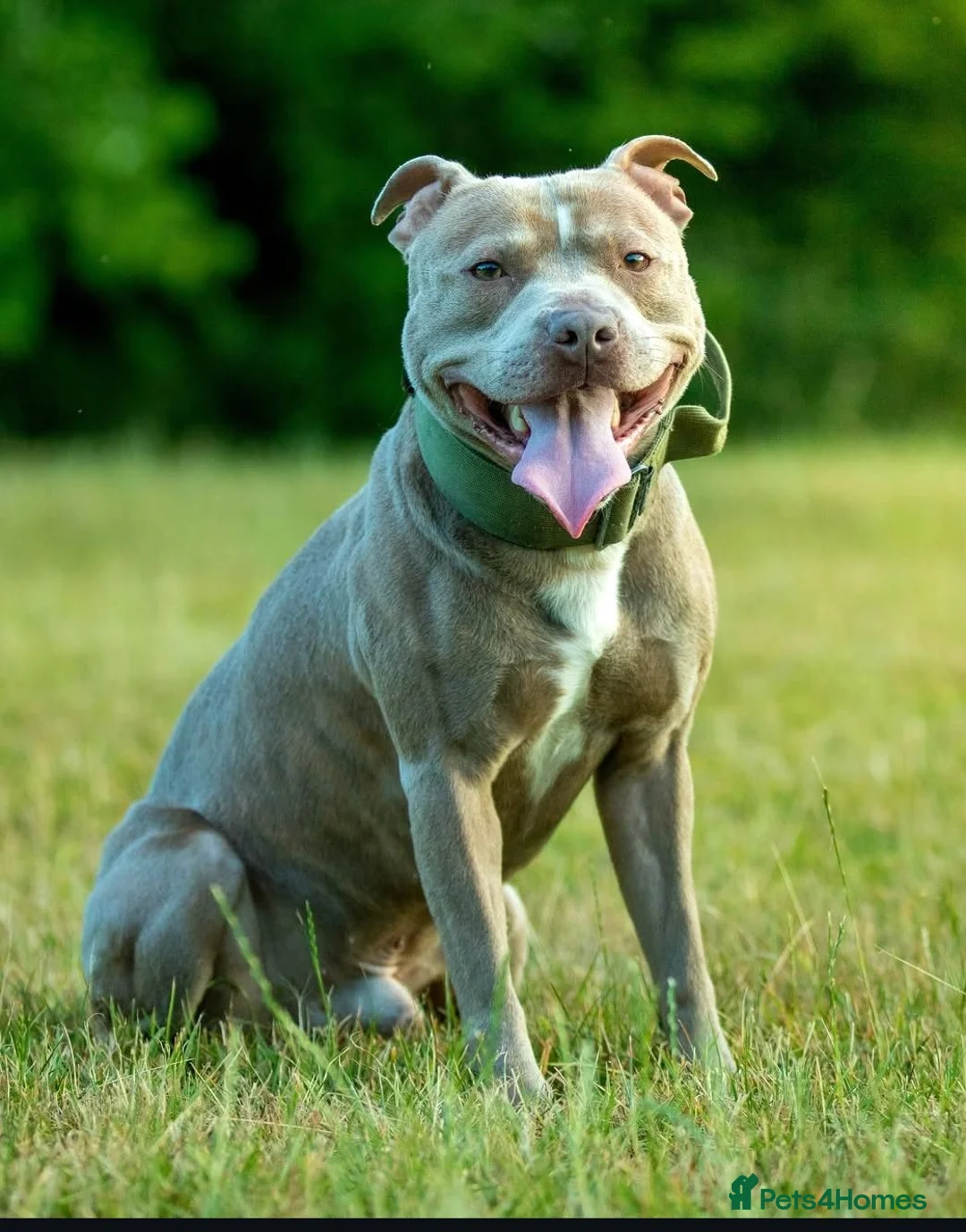 Staffordshire Bull Terrier dogs for sale: Merle and blue Staffordshire bull terrier puppies  in Bath - Advert 20