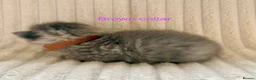 Siberian cats for sale: Really pretty Pedigree Siberian kittens in Droitwich - Advert 7