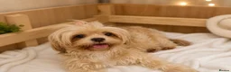 Shih Tzu dogs for sale: Chocolate Shih Tzu Puppies Ready June - Advert 7