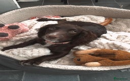 Cocker Spaniel dogs for sale: Beautiful Working Cockers Fully Health Tested  - Image 10