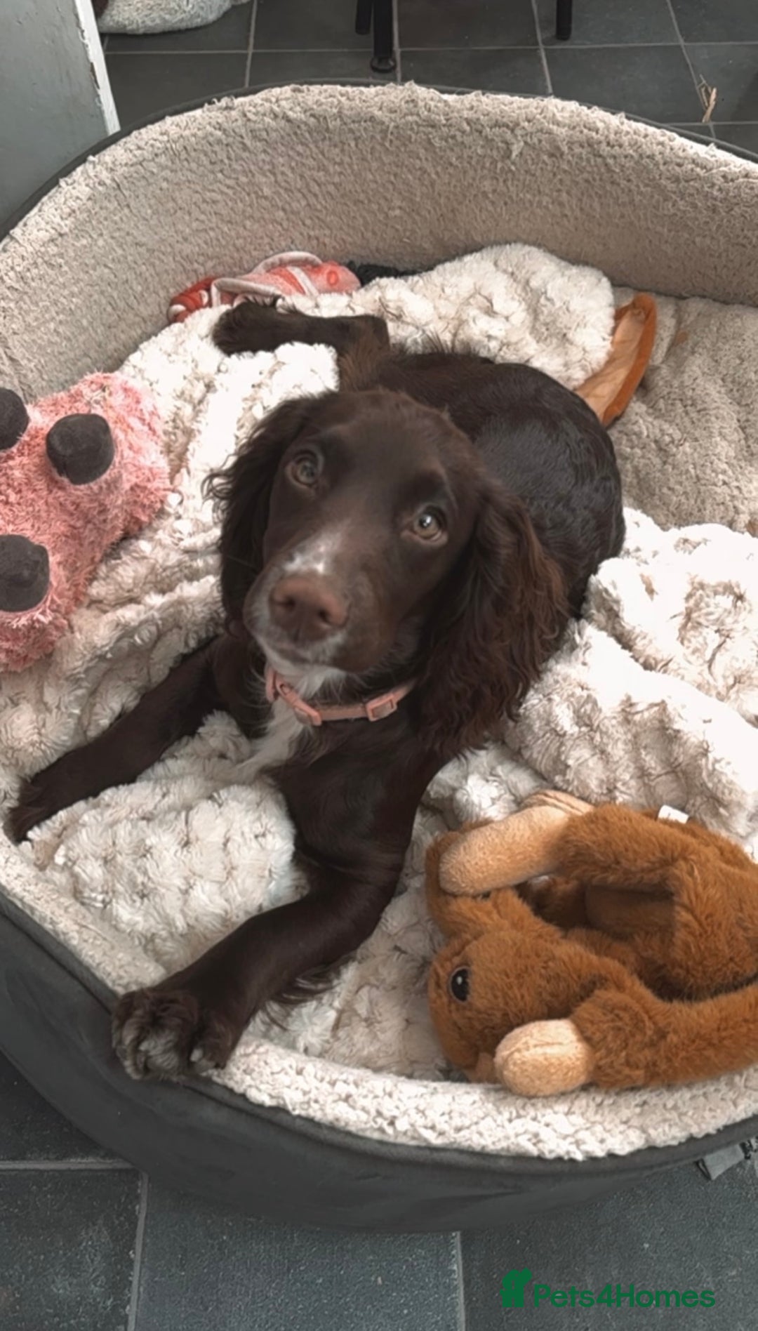 Cocker Spaniel dogs for sale: Beautiful Working Cockers Fully Health Tested  - Image 10