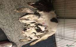English Springer Spaniel dogs for sale: Stunning English springer spaniel puppies  - Image 16