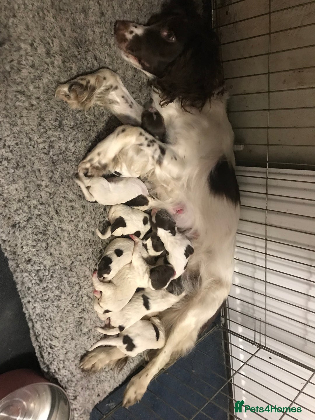 English Springer Spaniel dogs for sale: Stunning English springer spaniel puppies  - Image 16