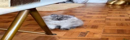 British Shorthair cats for sale: Beautiful fluffy show class kittens - Advert 11