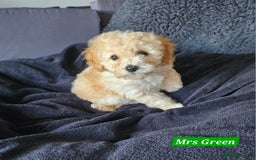 Shihpoo dogs for sale: Stunning 3rd Generation Shihpoo Puppies For Sale - Image 10