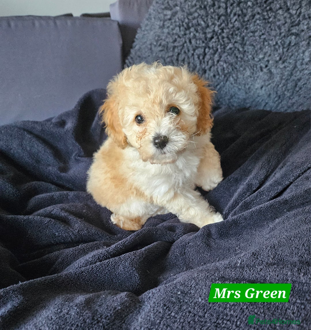 Shihpoo dogs for sale: Stunning 3rd Generation Shihpoo Puppies For Sale - Image 10