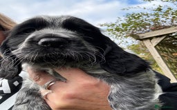 Cocker Spaniel dogs for sale: Stunning show cocker spaniels  - Image 3