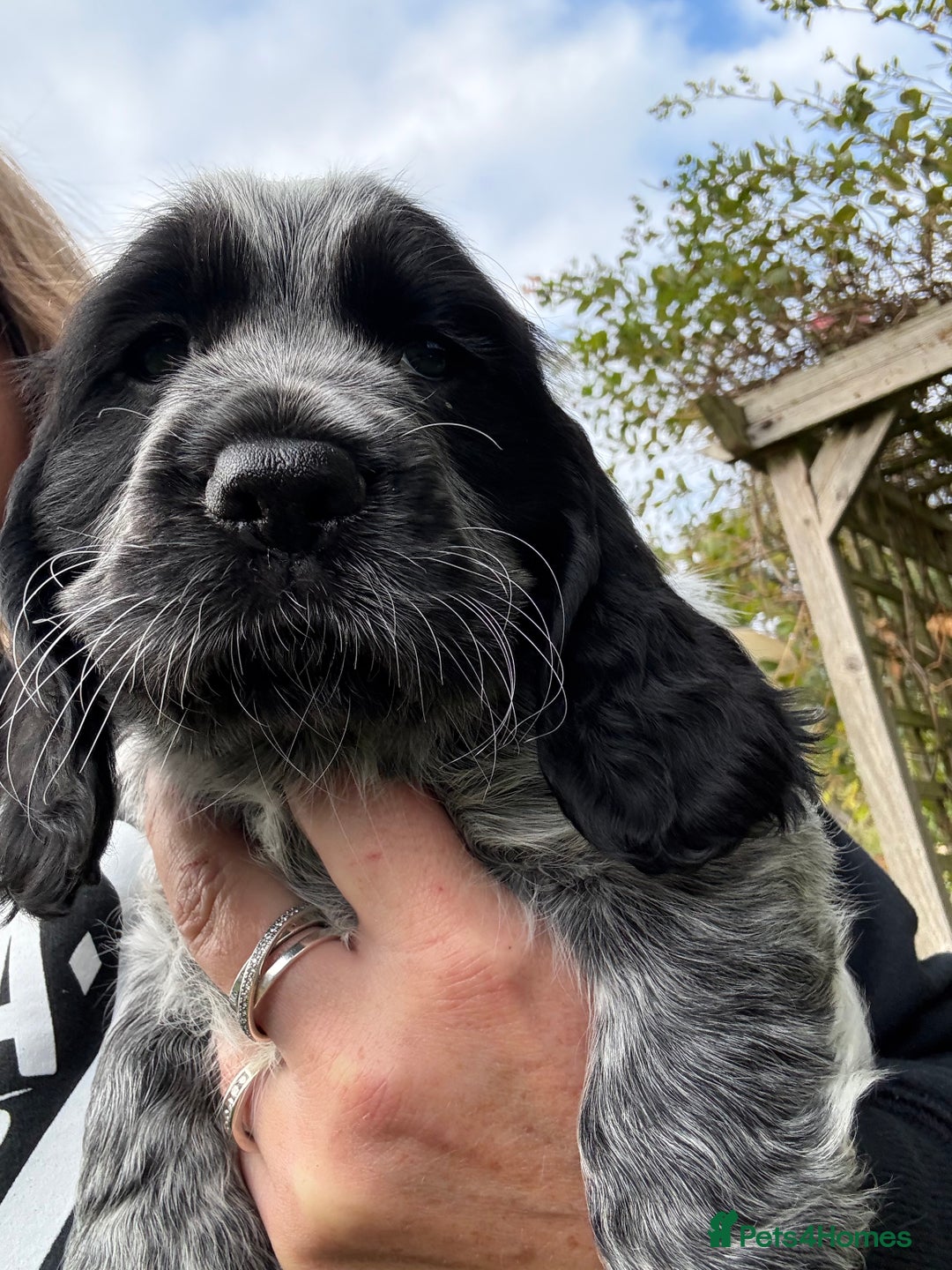 Cocker Spaniel dogs for sale: Stunning show cocker spaniels  - Image 3
