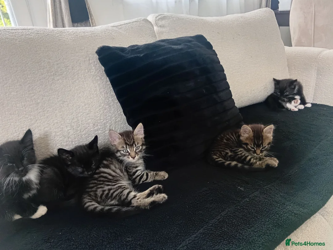 Bengal cats for sale: Gorgous kittens looking for furever homex - Advert 2