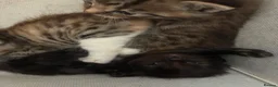 Domestic Shorthair cats for sale: Kittens looking for forever families 🫶🏼 - Advert 12