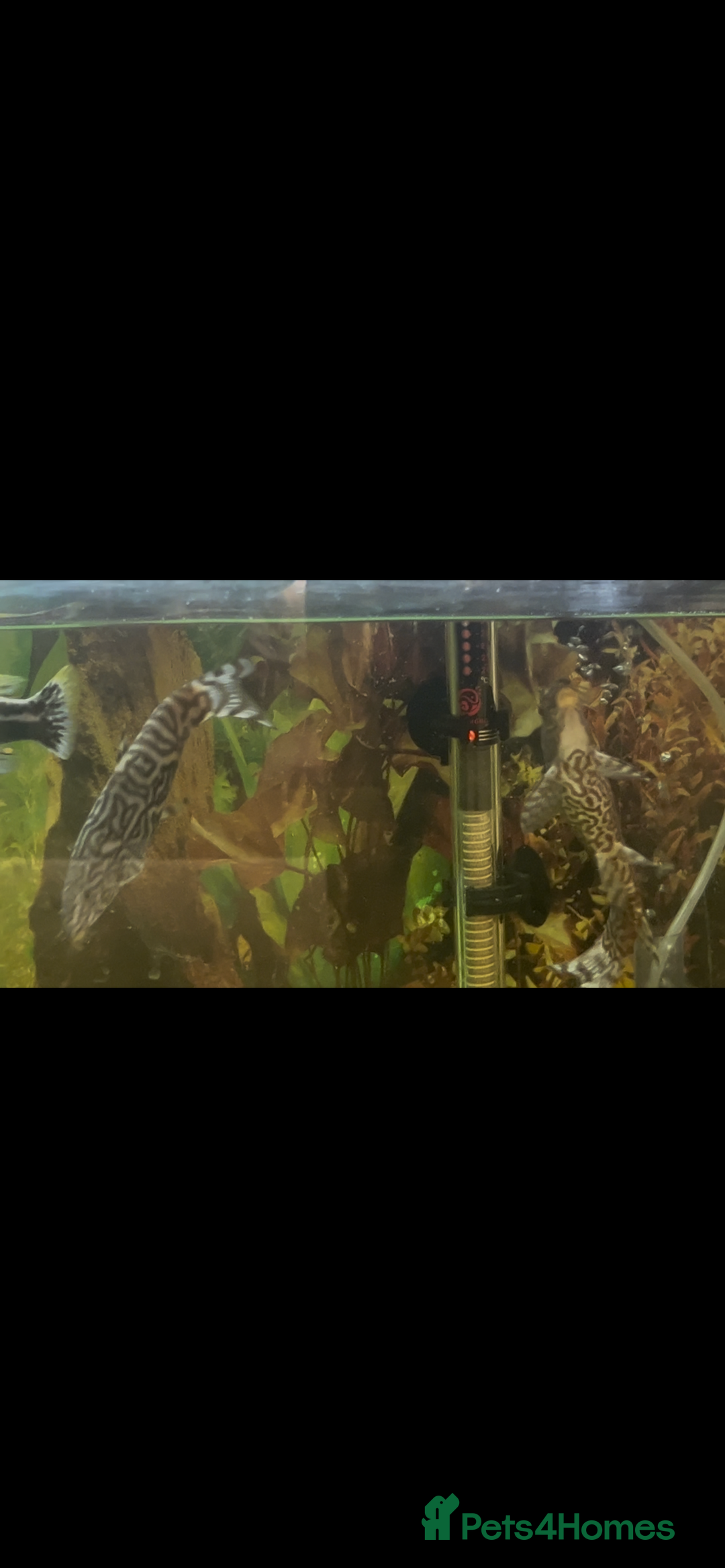 Live Bearers fish for sale: Mixed fish - Image 3