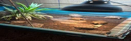 Tortoise reptiles for sale: Baby Spur Thighed Tortoises in Haverfordwest - Advert 2