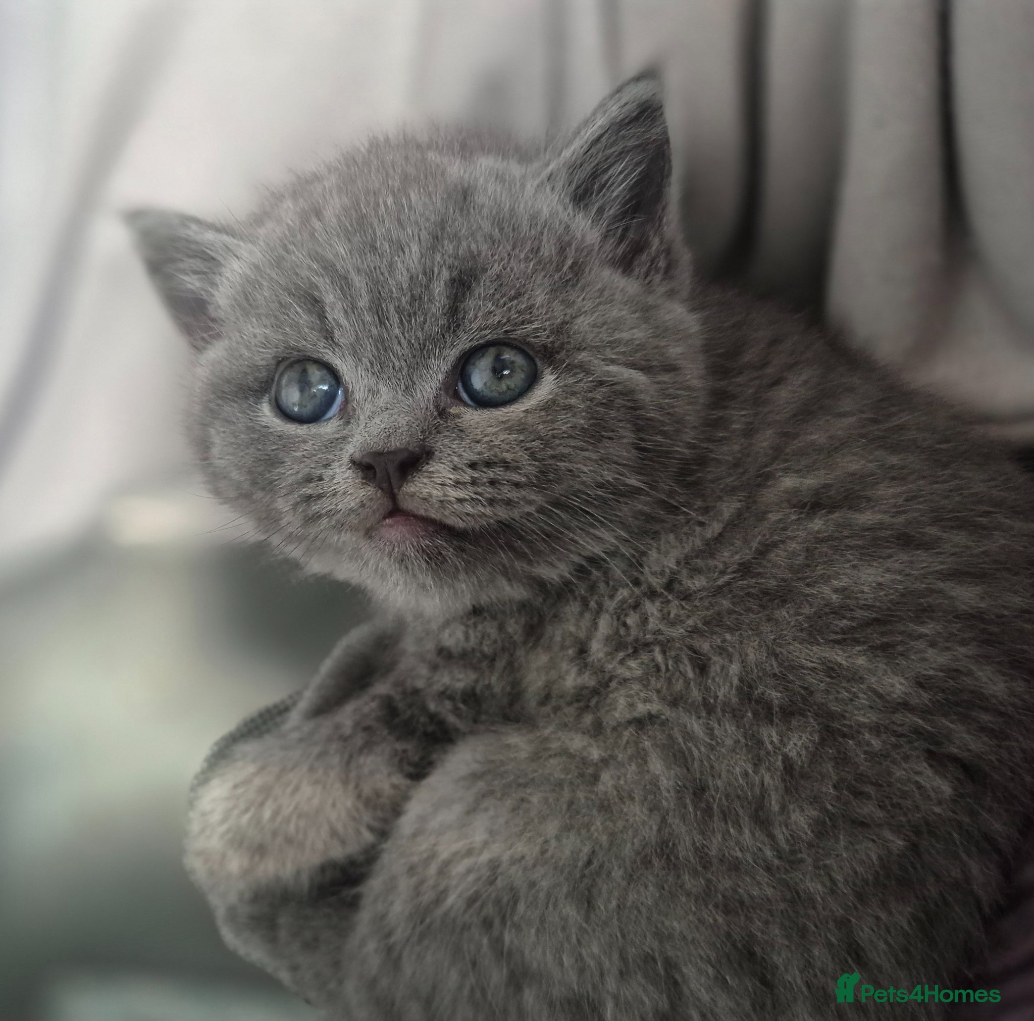 British Shorthair cats Stunning pedigree British short/longhair/ kittens  - Advert 10