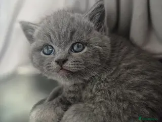 British Shorthair cats Stunning pedigree British short/longhair/ kittens - Advert 10