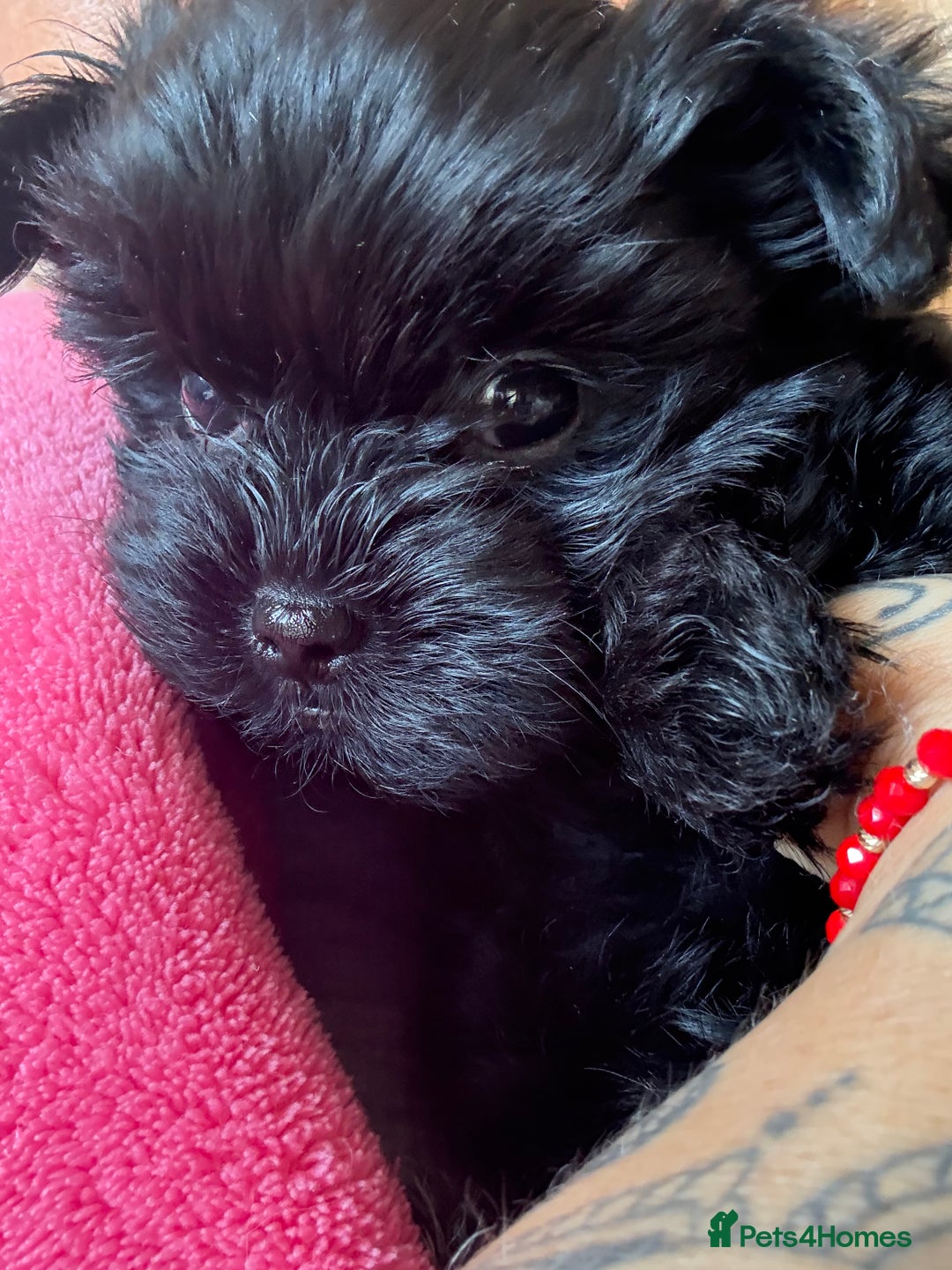 Yorkshire Terrier dogs for sale:  2 left Yorkshire terrier Black Biewer Ready To go - Image 7