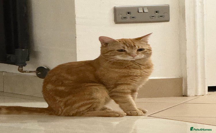 British Shorthair cats - Advert 2