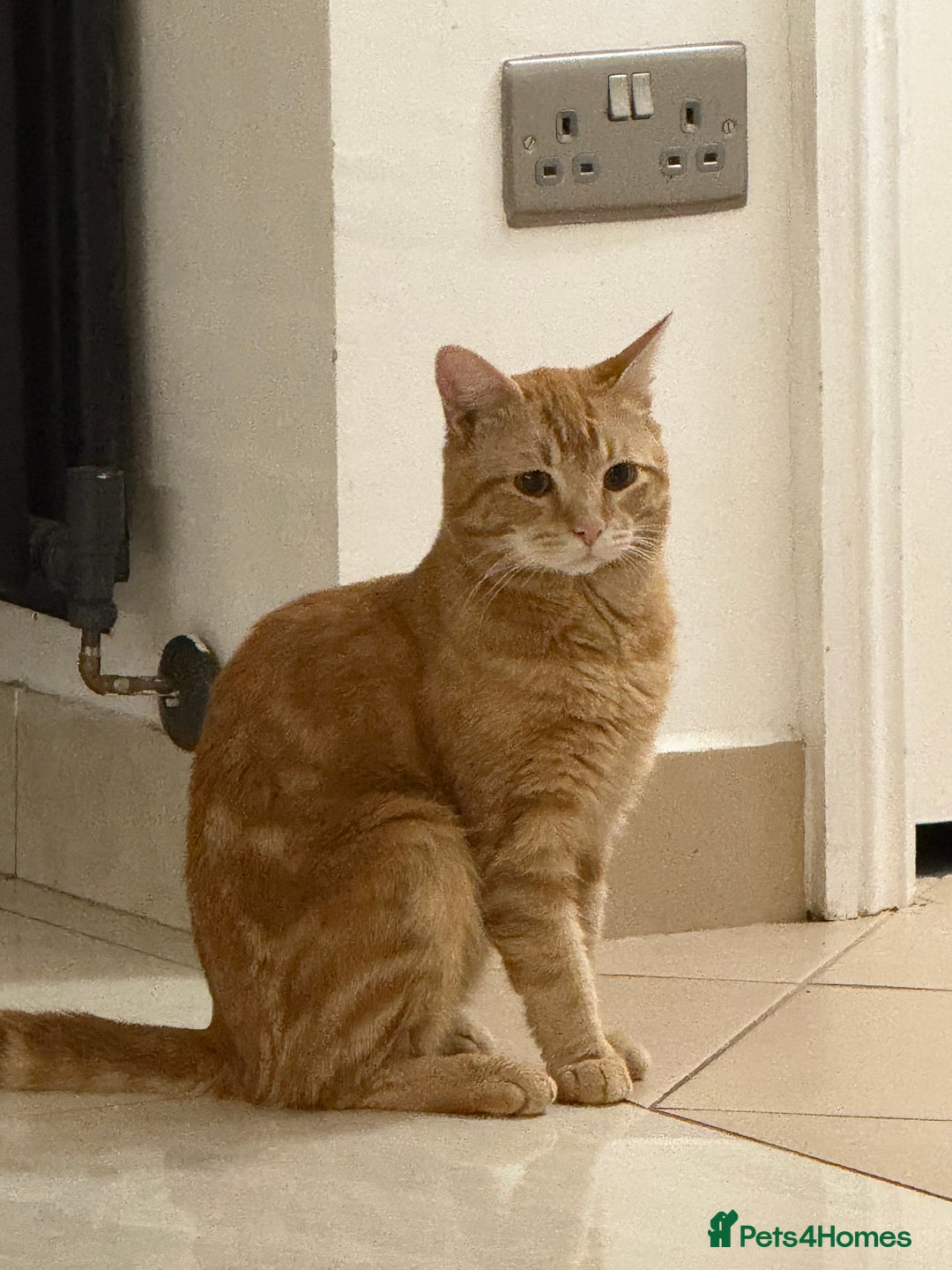 British Shorthair cats for sale: 1 year old ginger cat FOR FREE - Image 1
